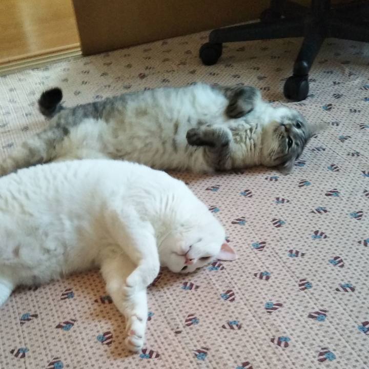 9badf7f7 7000 4ed7 aec7 dfa2ff3391ab 1623217773529