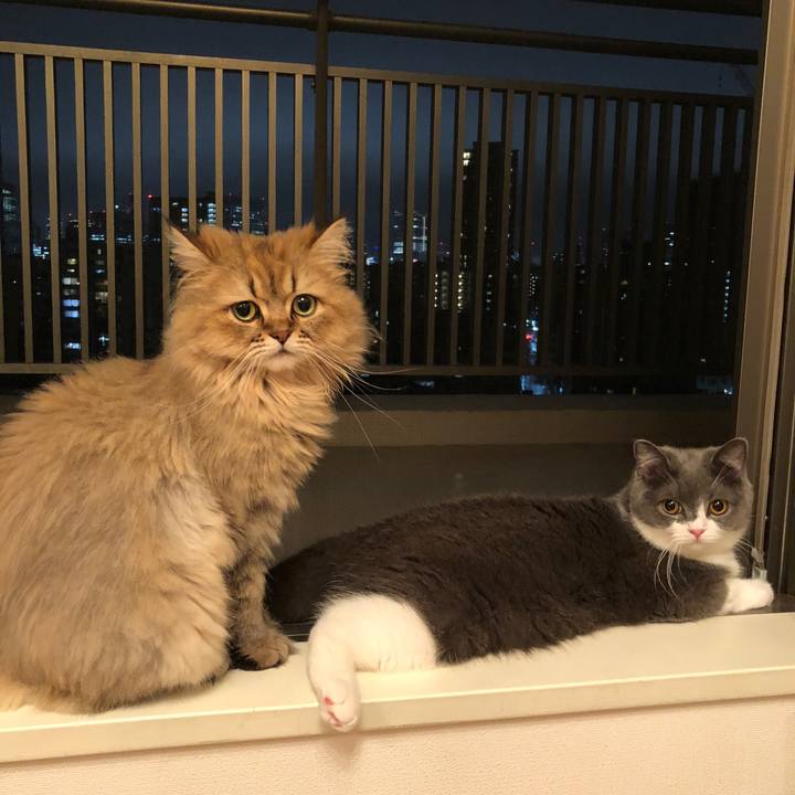 9badfb37 e399 4bbb b8b0 8495e8b4c0c5 1529493529539