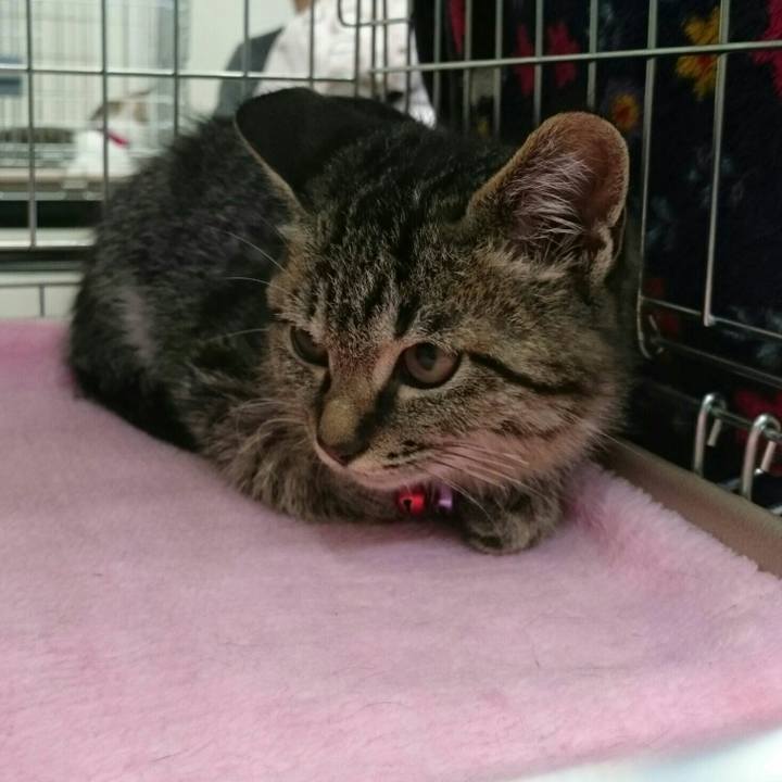 9bafe333 4d3a 4407 b407 097cda0e36a5 1510487267559