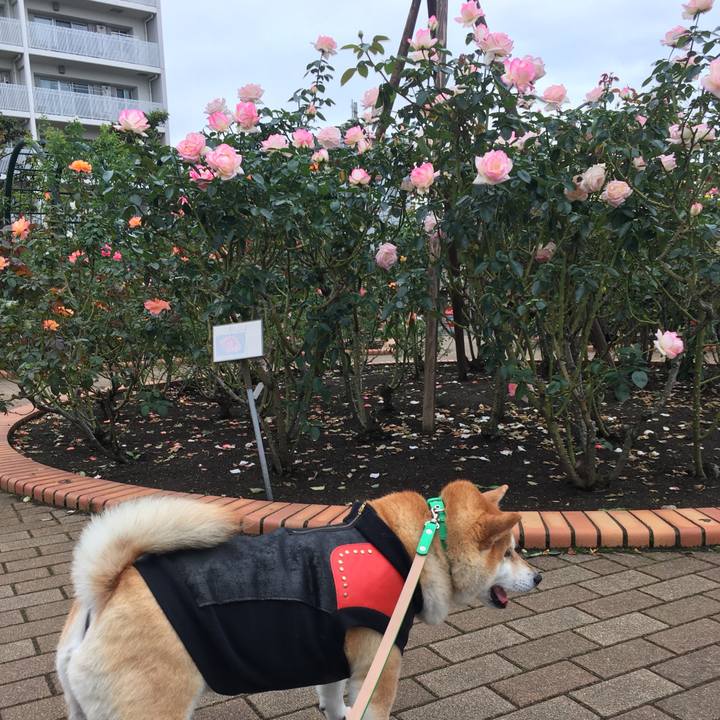 9bb0b809 a3a4 41c7 8723 998c8f77ba95 1603078734788