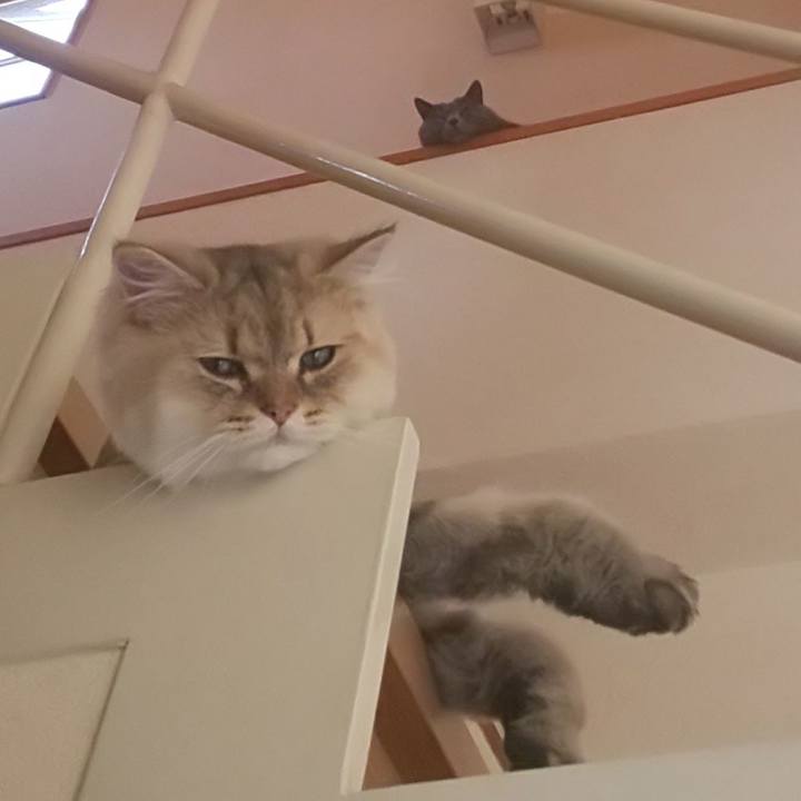 9bb2e746 5382 47db b2a0 152409aab310 1596758830011