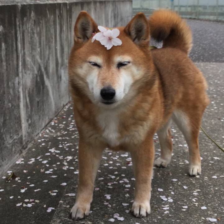 9bb30665 22b3 4aaa 85e7 d54f4238969a 1617501075973