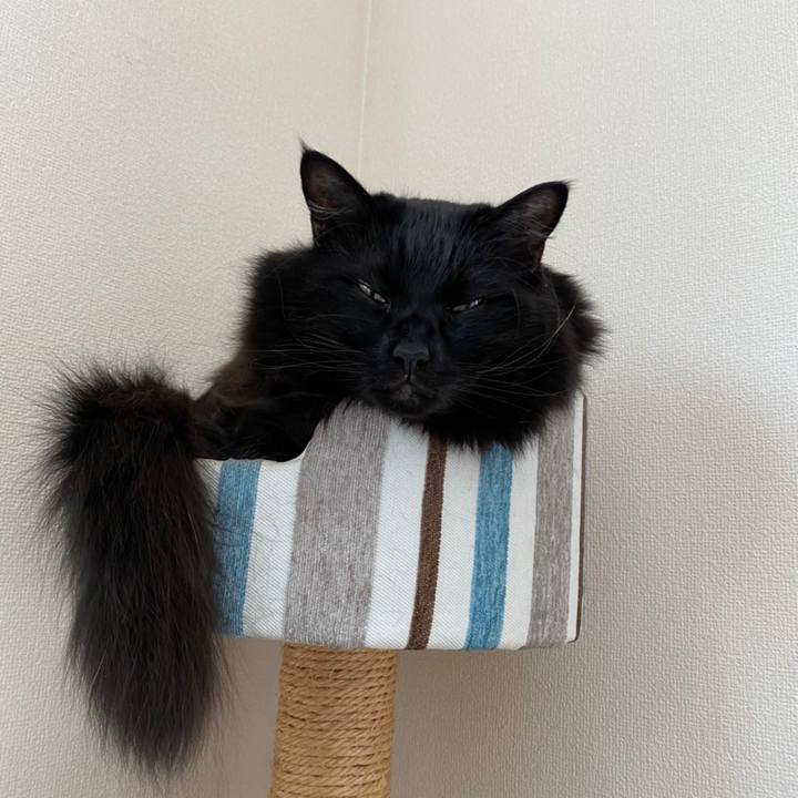 9bb3d99d 8cf8 424d aabf e29b12a174e0 1604056856338