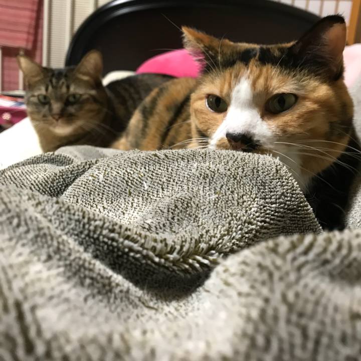 9bb4bfc8 f0a9 425f b674 57f63440aa4f 1540216634566