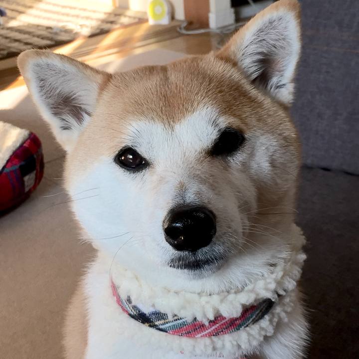 9bb6e2af bdda 4b27 b291 c6abd1ceadba 1514716718908