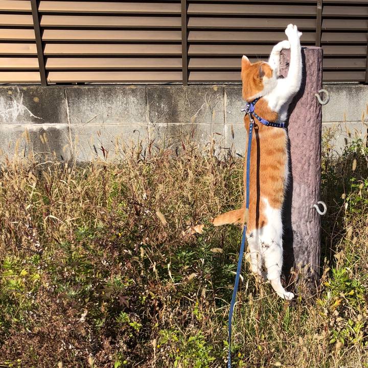 9bb785a2 f1e9 48f0 b248 73d4470687da 1542359838764