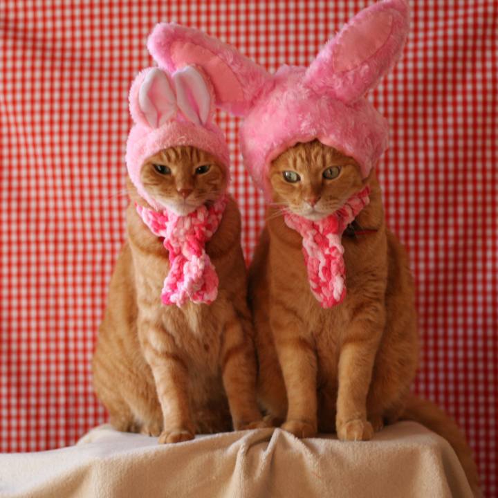 9bbab17f 000b 4483 bf9b c286df0e9a93 1513393502468