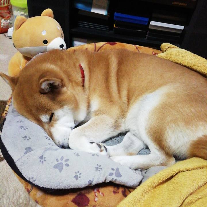 9bbcd360 fd07 49ef a443 610a8479caa4 1605880885526