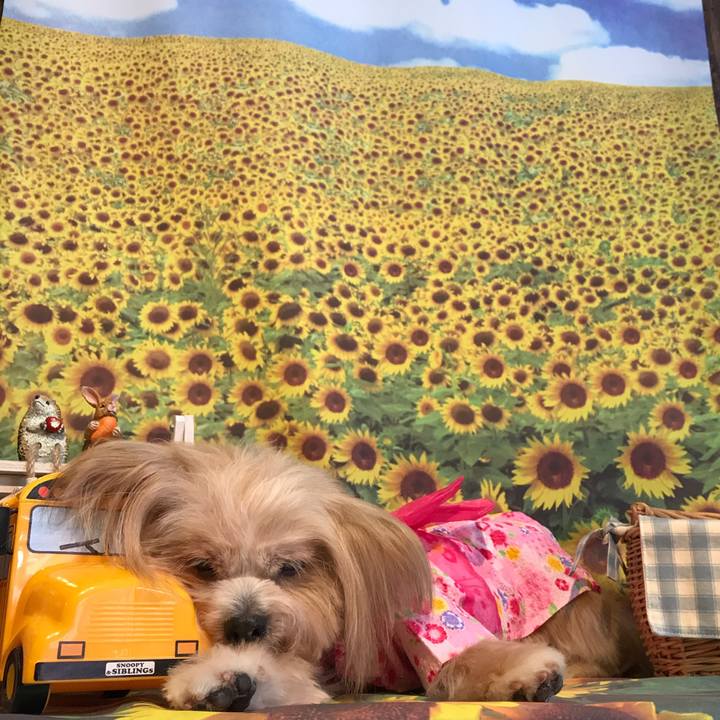 9bbe0d9e 1853 46f1 a6ec b76805a21513 1533146604588