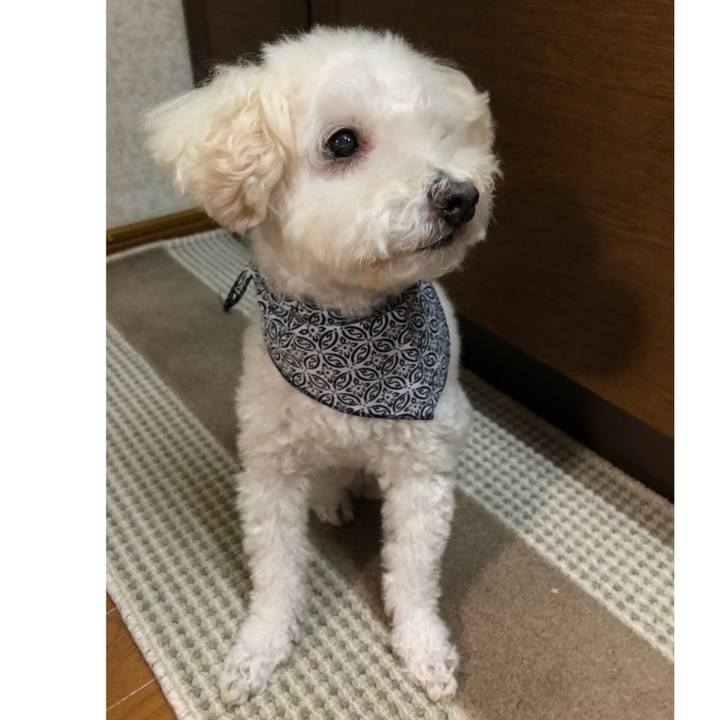 9bbf1c4a e742 4e5e 9e8d 8c83ab249cae 1539764929808