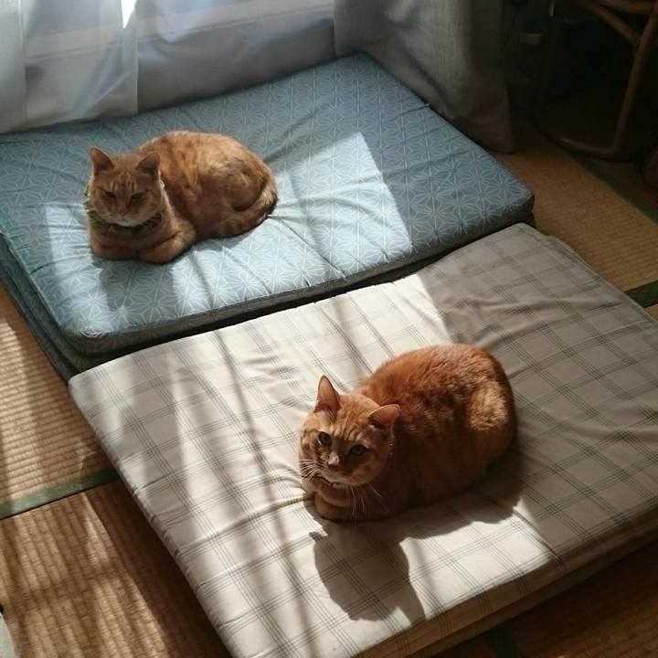 9bc0d882 48d1 4172 b150 b752c6ca060c 1509763644458