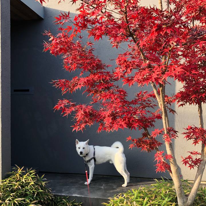 9bc2c4c9 f7b1 4bde 8244 d55670c55e4a 1543537841688