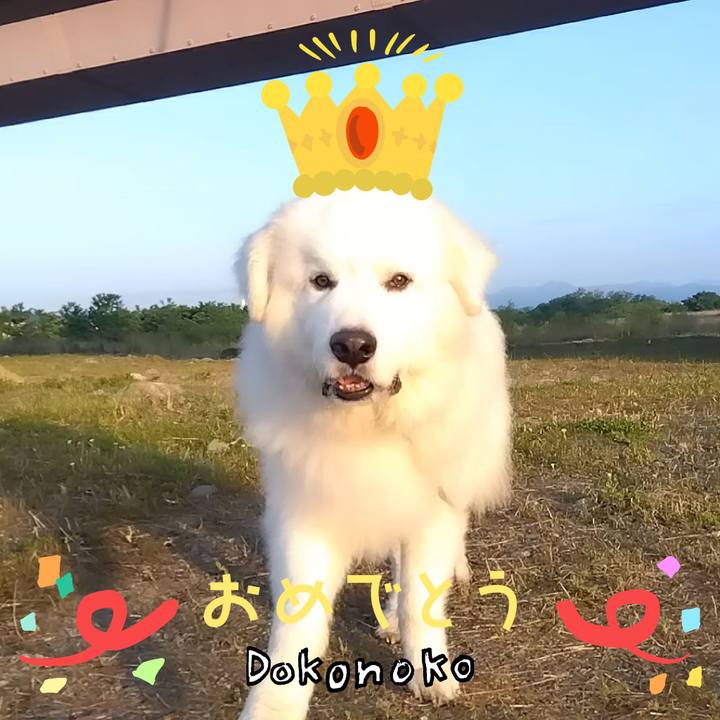 9bc4ba71 a29e 4abe 8c55 dc0b654d4b29 1685968492621