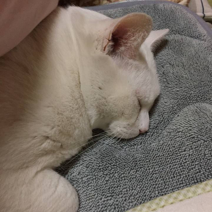 9bc4e6ba d5d4 459a 96da 9b26414c3588 1513609695059