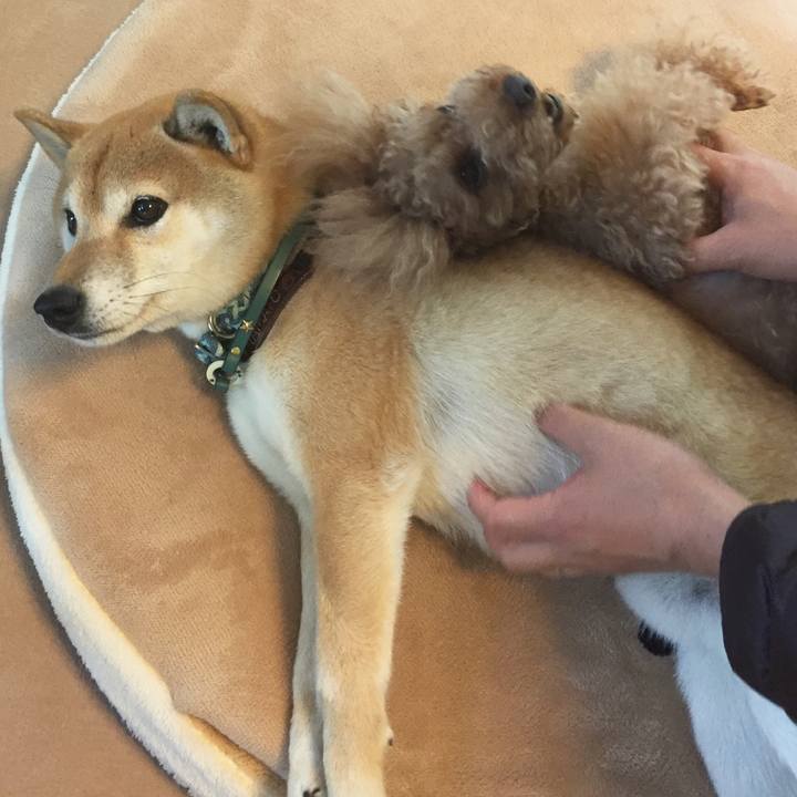 9bc4e97c 1e69 490e a094 1099a6107d48 1511835264052