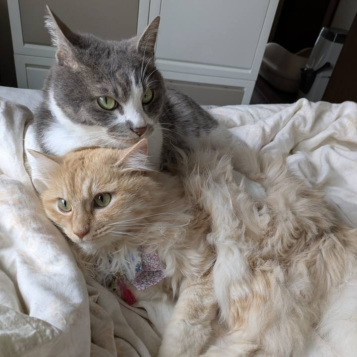 9bc60f7c 574e 470e 8813 3b08282e3115 1748830564875