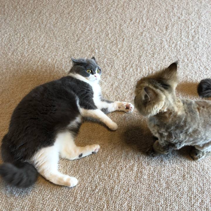 9bc6a055 1cde 42a4 b903 22d42da7c211 1559962710558