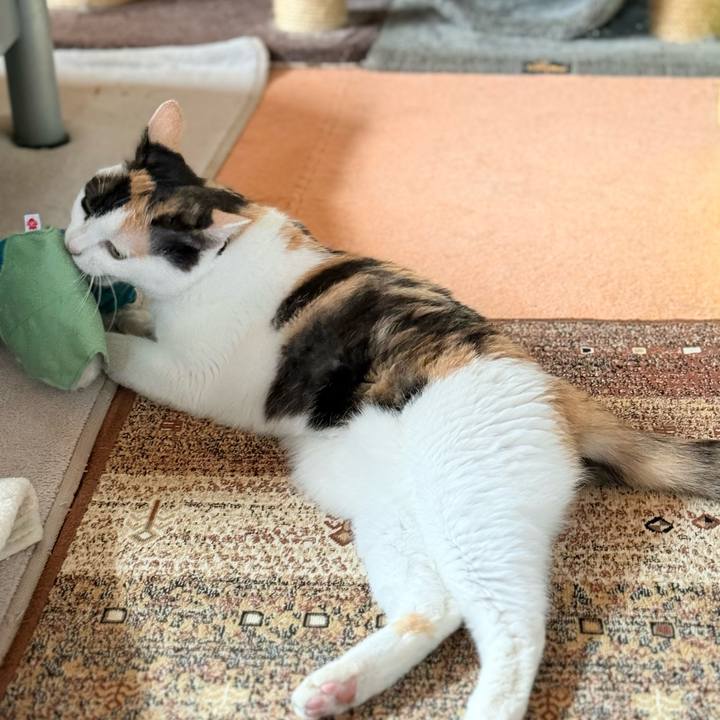 9bc7fbaf 423b 4dfd 9478 80e2a71c66ba 1752977989919