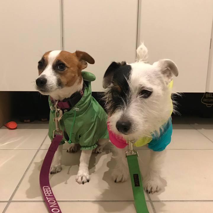 9bc80cb8 4f2b 43c3 97bc b0ae6c2edcbe 1508403278657