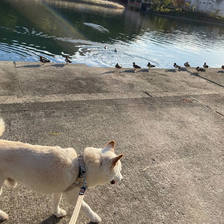 9bc85586 6afc 4e6f a580 e512fec5057a 1638194115672