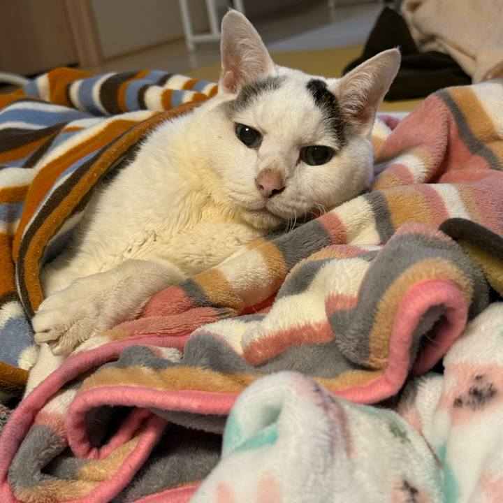 9bcc2c80 0c6a 406b b9a2 5b513a84a289 1767139110226