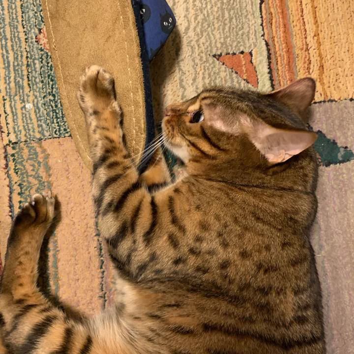 9bccf2db de94 448c adb0 0ea79f04d9c2 1594590018401