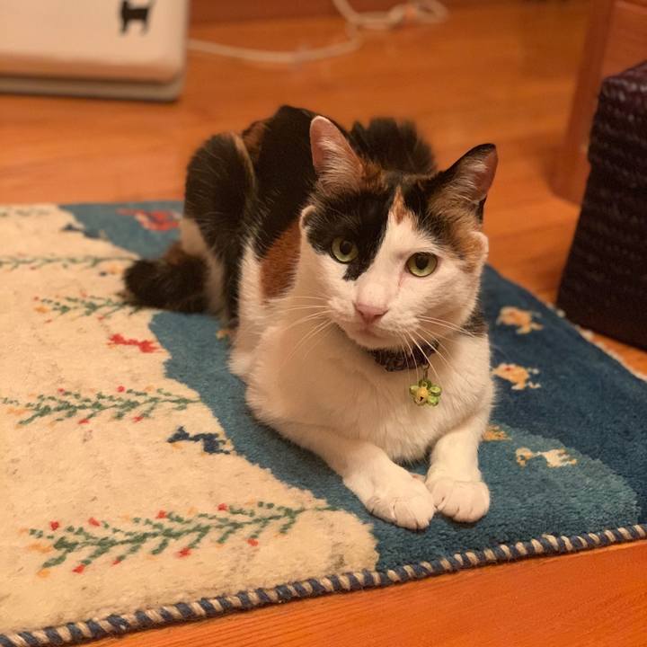 9bcf6dcb fef2 470b aaa5 c5a469fdcda6 1561550751534