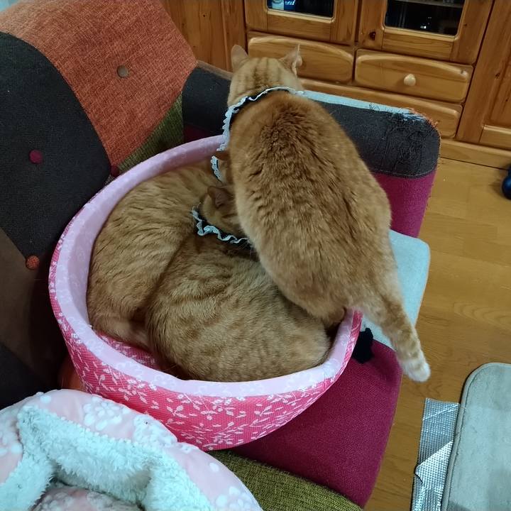 9bd11212 b9f1 4199 927e 694a0db448f7 1590039129324