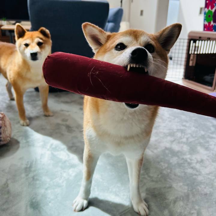 9bd1532f 1d9a 4016 b10d 27c5ce033e7d 1756611464583