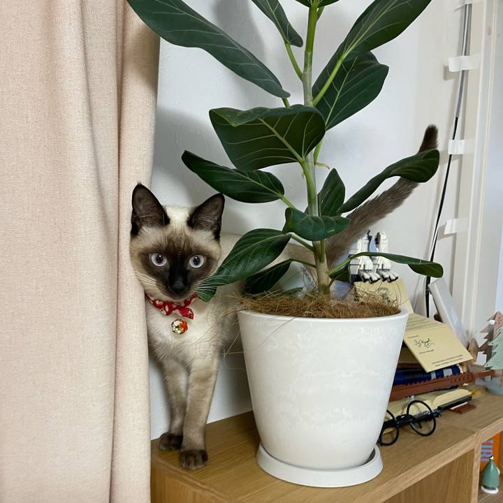 9bd1c6cf 69c4 4f85 9746 2ba212368d52 1702409392640