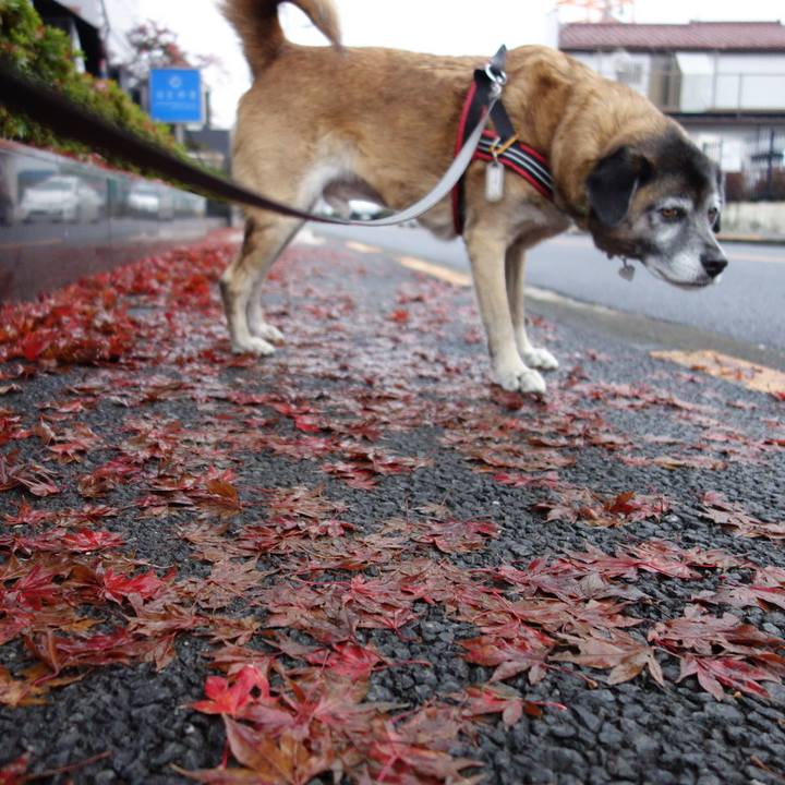 9bd2dfac e888 4fe7 9fab cf9a72664240 1512090506514