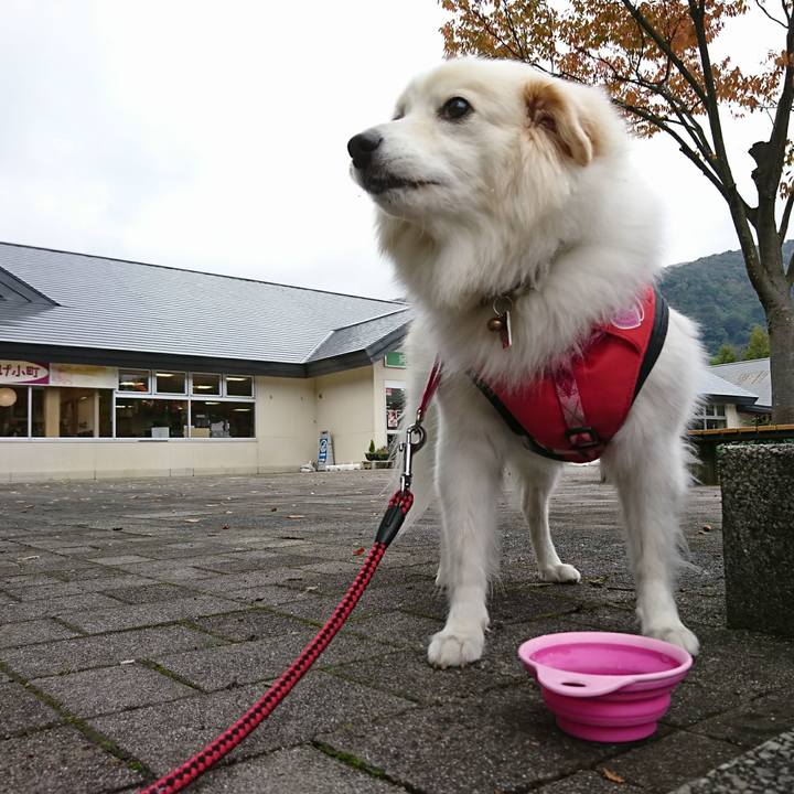 9bd33765 4328 4cc4 9596 8d1f87caa387 1508901176844