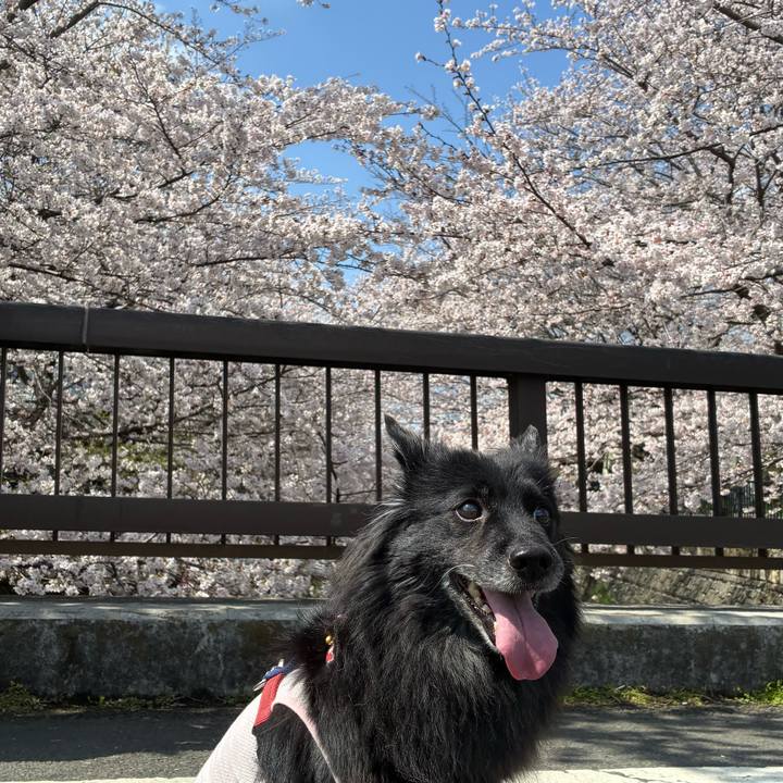 9bd4b2af 20c4 486e 8dc0 bd91b305cc08 1774678836986