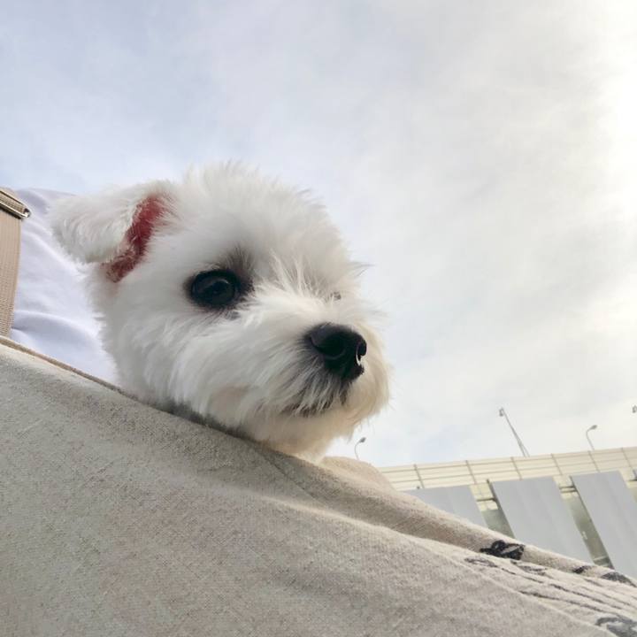 9bd77b2d 3d4a 40ae bd28 cd31f0c29bd2 1566606143096