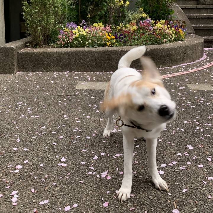 9bdefe75 bf1c 42fb 86d4 709ec4e71b61 1618201522958