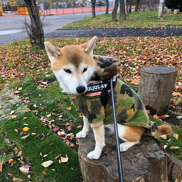 9be48390 618f 41c7 8f18 dc50b38748fa 1573174745205