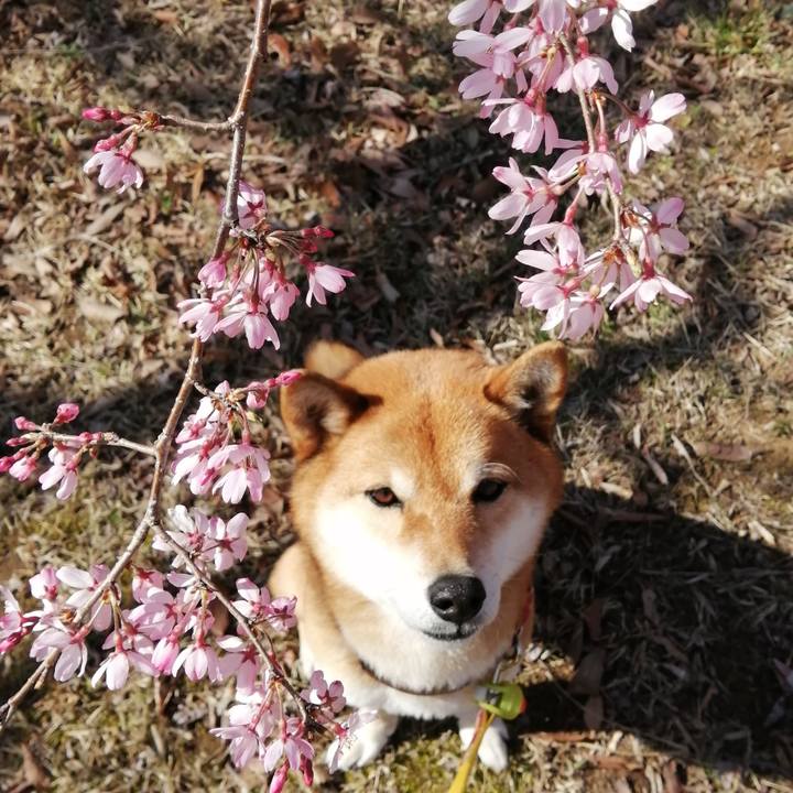 9be718ef 84ee 4caf 8ca2 4d519ee61052 1585042461220