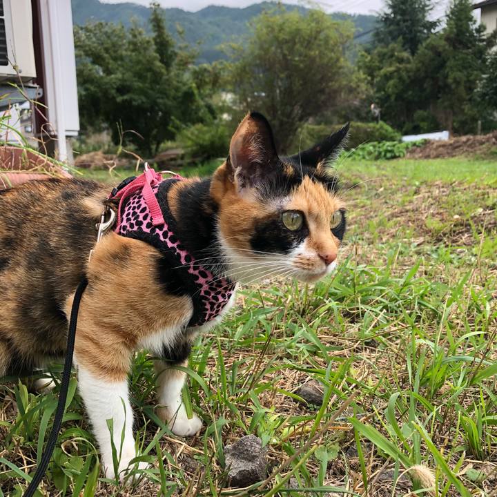 9be86c67 f3c6 479c b9ab c45ba34f22eb 1538959223515