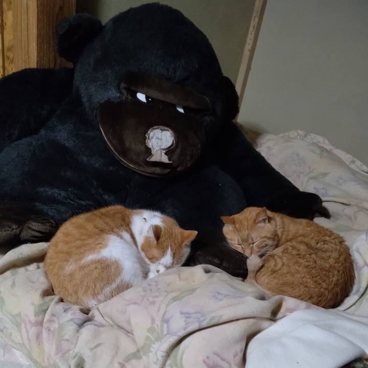 9be9074f 5143 4736 ad6a 9a24c014320c 1769507610613