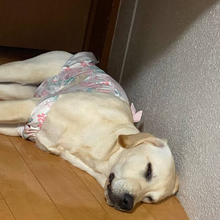 9beaad08 52de 43cf 9146 a84aa34b09c2 1619705126145