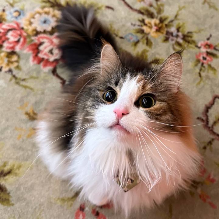 9bec02f0 9ad3 431c a850 eb73958ee550 1773897171222