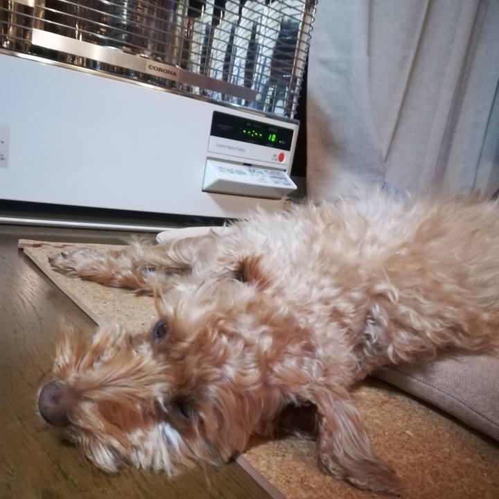 9bed0645 9ef1 4dff 9600 7f7f94f7c144 1576099314217