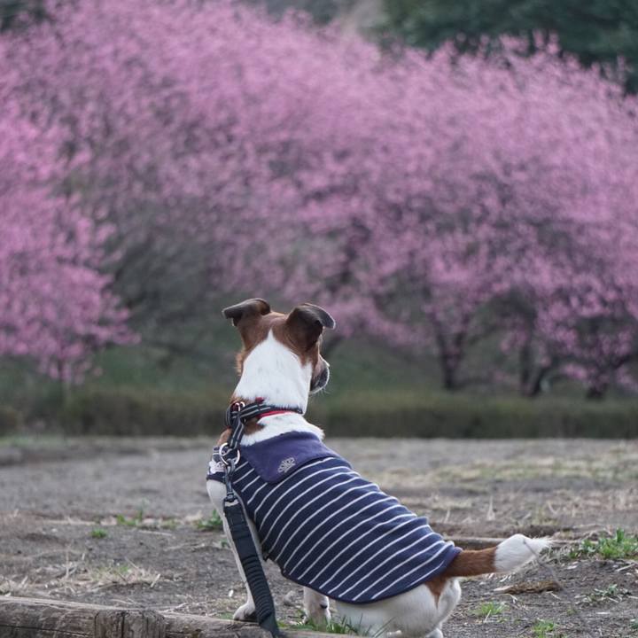 9bed216b 9198 4775 a8e8 f7651f847074 1552517376419