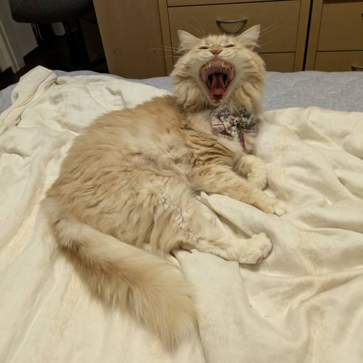 9bee03ef e7a4 4b85 8559 0ed3918fd4c5 1759412304835