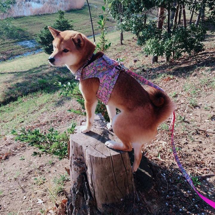 9bee1466 60cb 4e90 b427 333f0cbe1a54 1522406525964