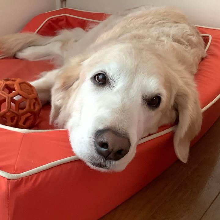 9bf12b8a a868 4459 b3cc b9205b093eb9 1667861973962