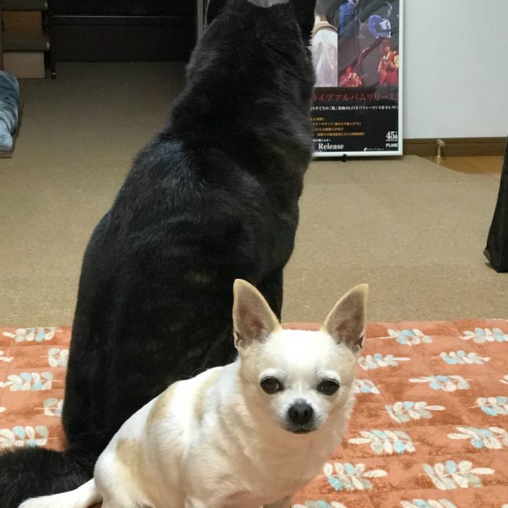 9bf16e72 dff7 47db a67e c5008daa14f7 1511951544949