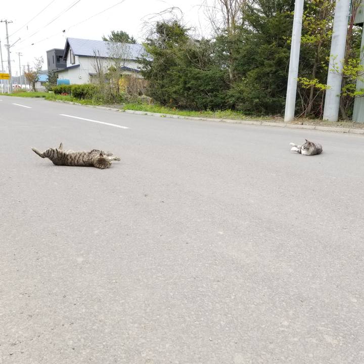 9bf19985 86fc 49f0 9c6f af0939bbe78c 1589977427786