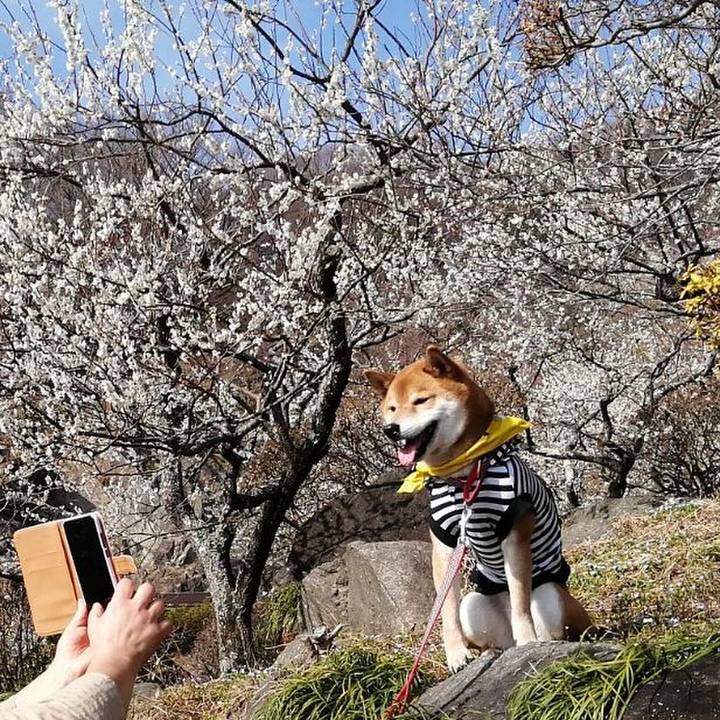 9bf2d5f8 b8b9 4432 b826 e446481cad4c 1583058346874