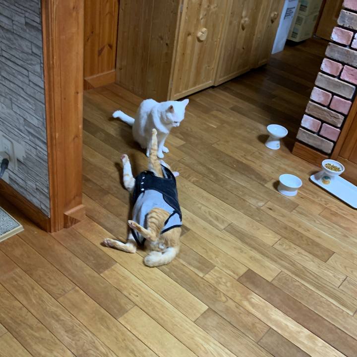 9bf3cee1 5479 4614 8b85 6e8ea3e6388c 1654381462769